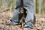 ENFANT ET CHIEN 477